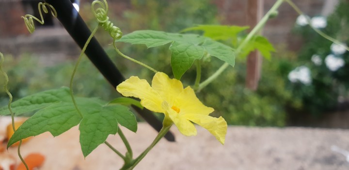 Flower