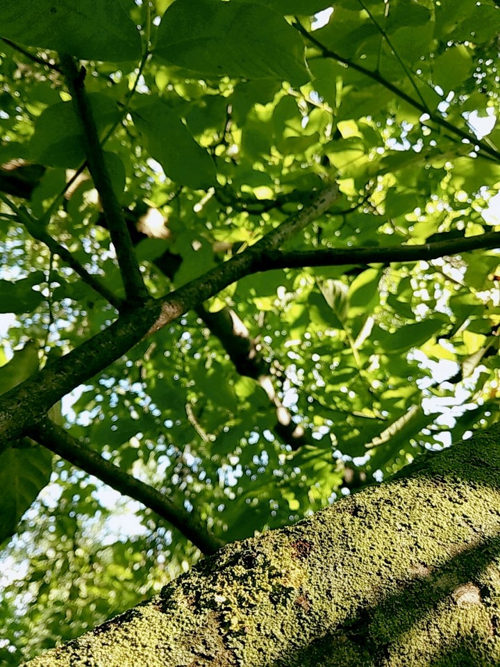 tree