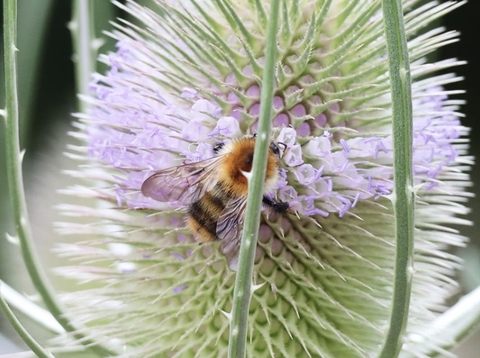 closeup, petal achtergronden