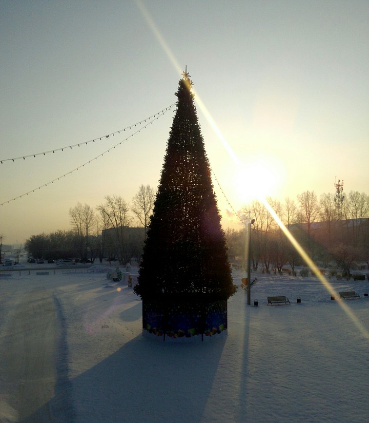 Городская ель