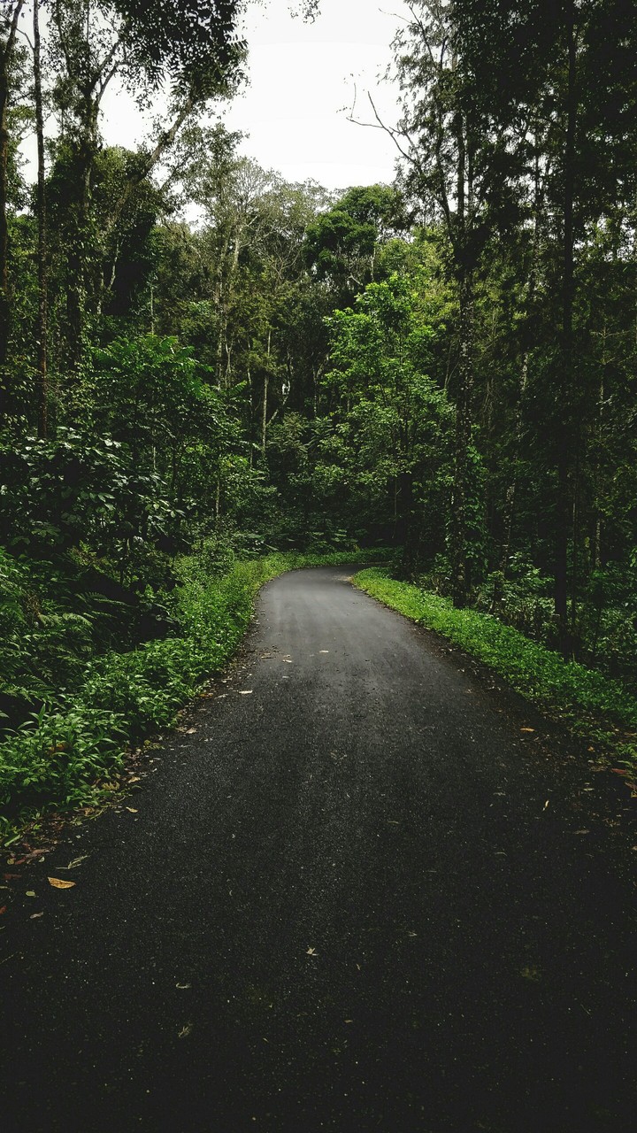 Forest