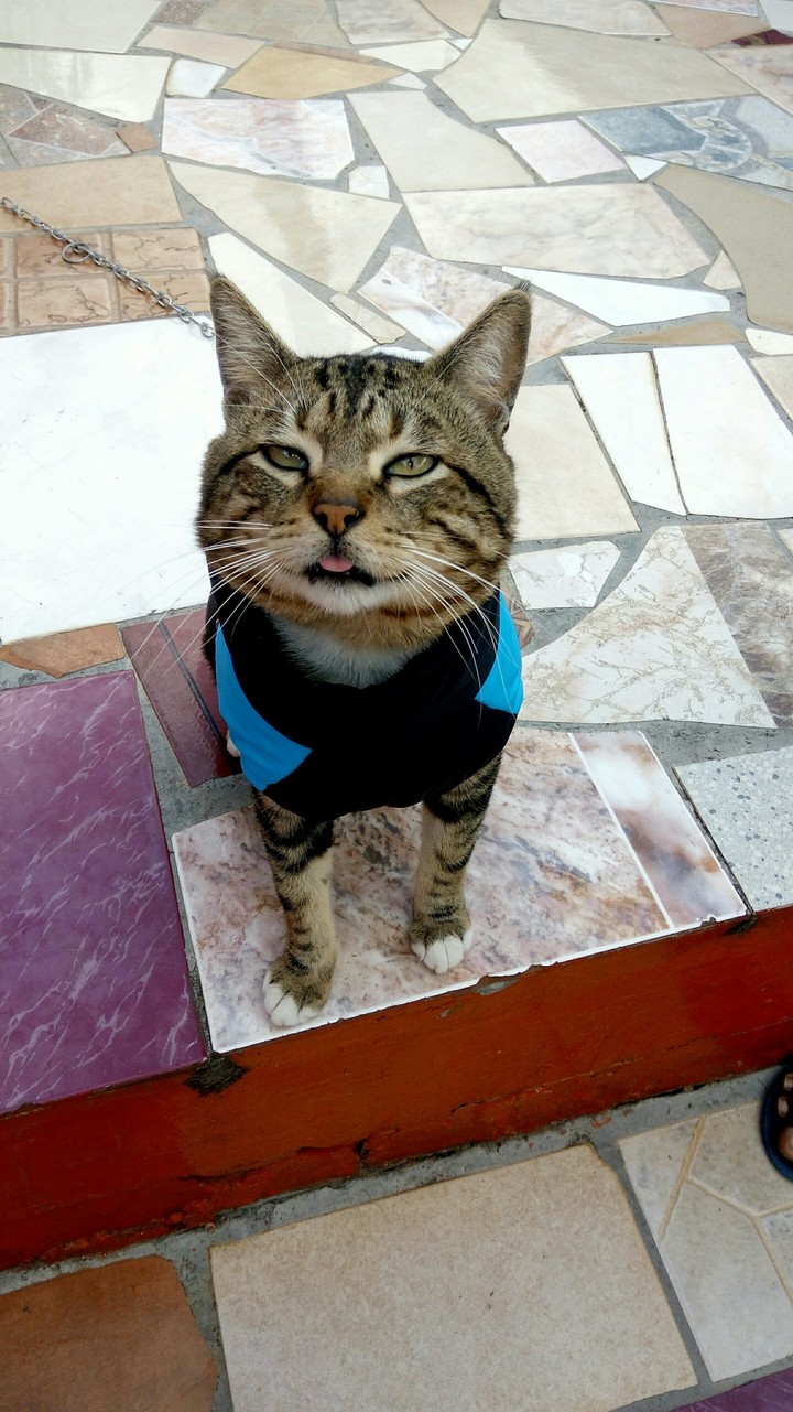 Zazou