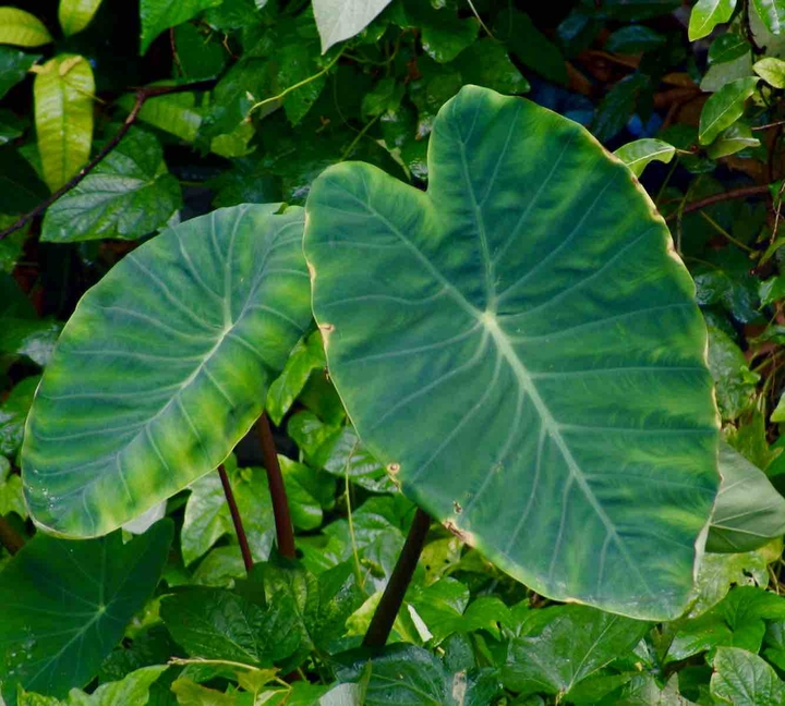 leaves green