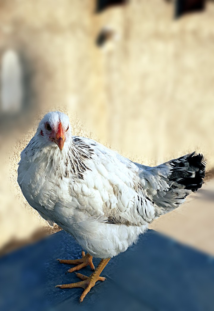 chik