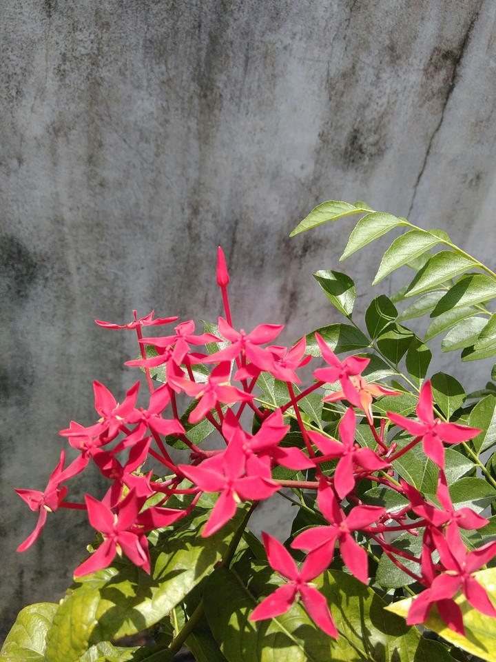 Beautiful flowers