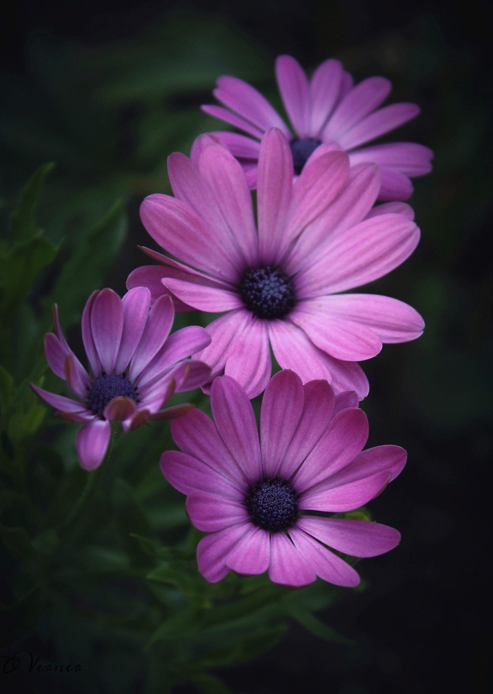 O.V. ❇️❤️❇️ from my garden