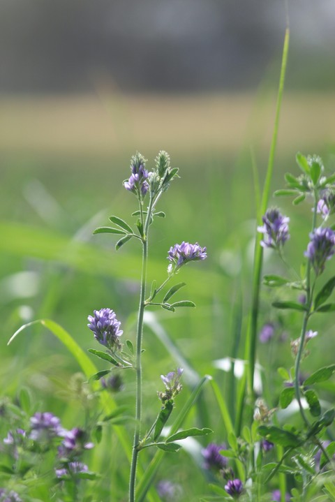 flowers.