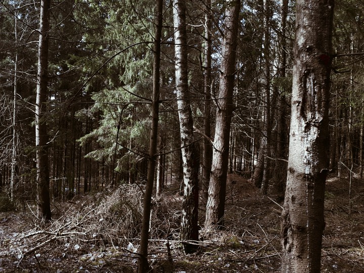 Forest