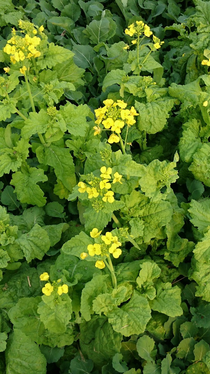 rape  flower?