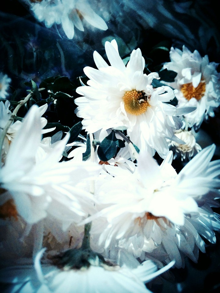 whitesnow flowers
