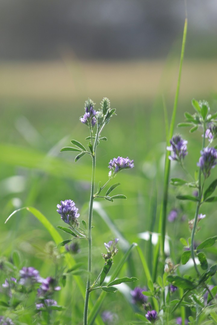 flowers.