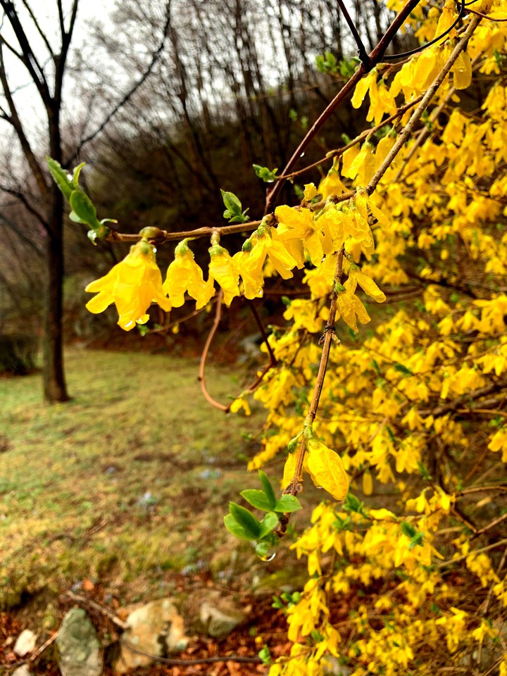 korean forsythia