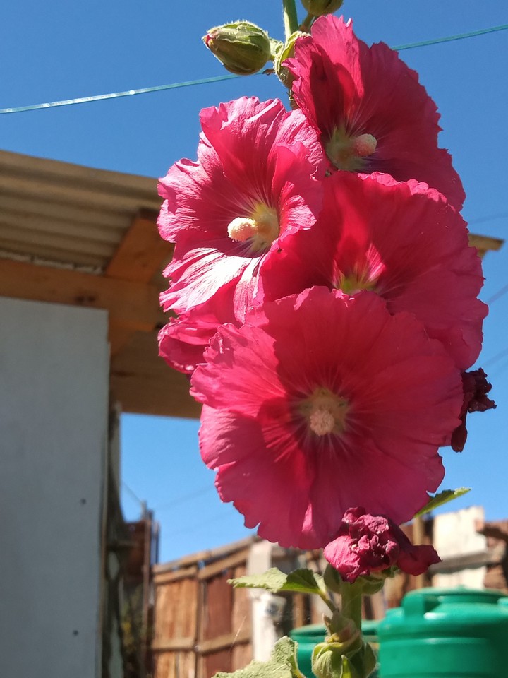 primavera