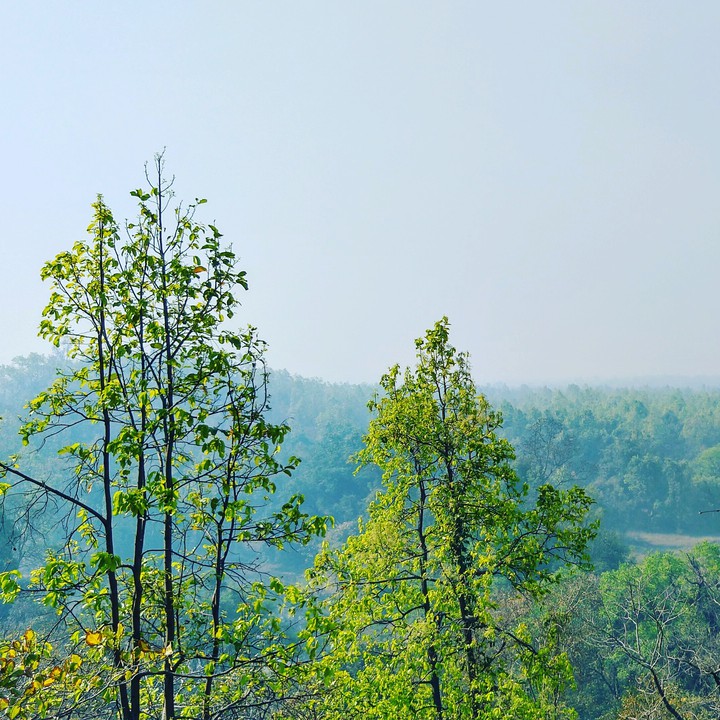 Nature
