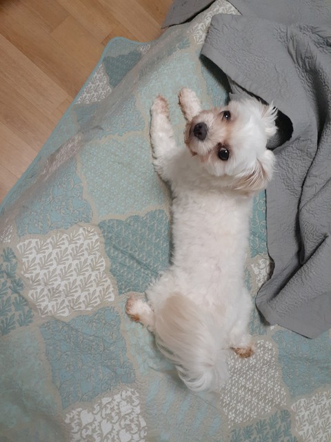 뒷다리가ㅋㅋ 너무 귀여워ㅋㅋ
