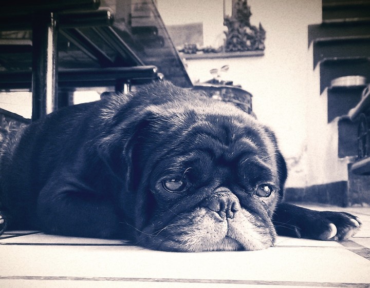 Pug Life