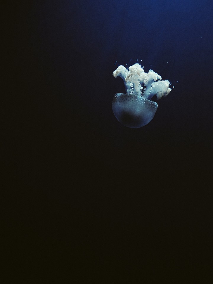 jellyfish