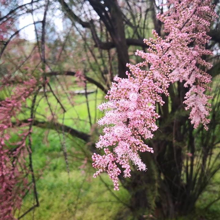 spring