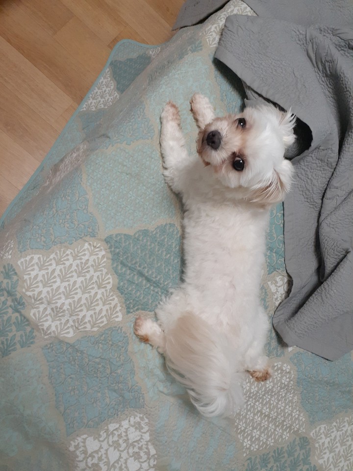 뒷다리가ㅋㅋ 너무 귀여워ㅋㅋ