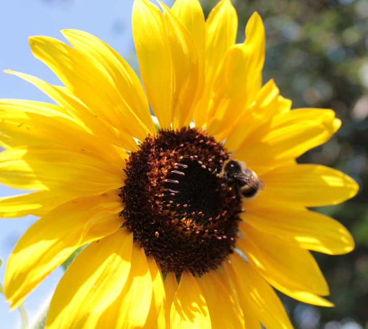 Sunflower