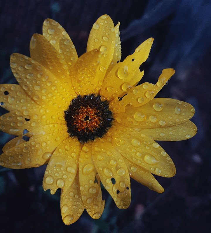 Dripping Sun