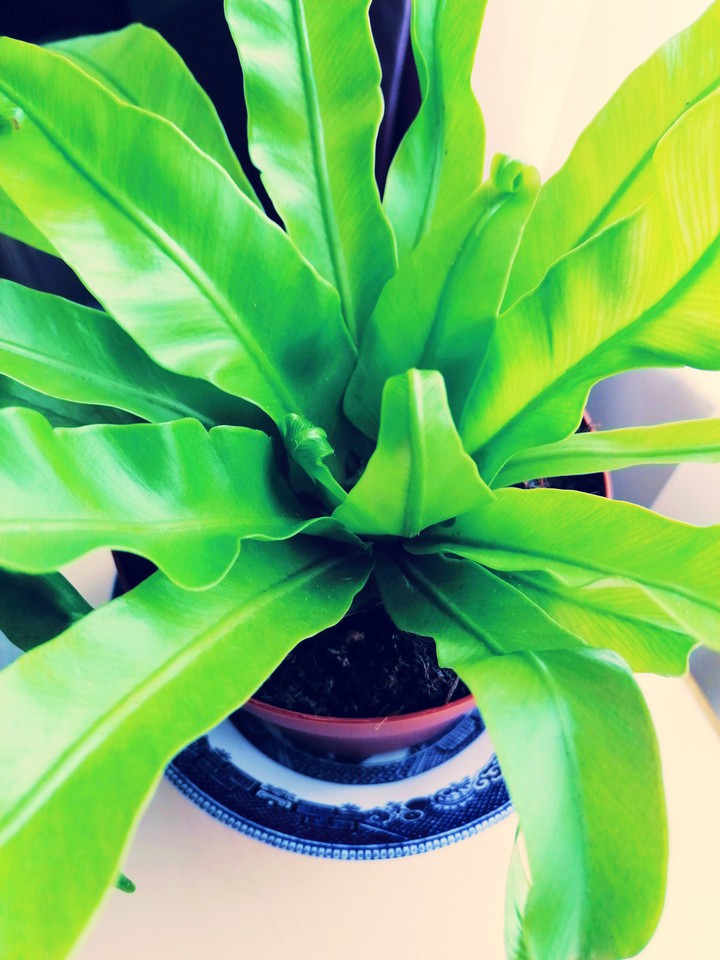 plant