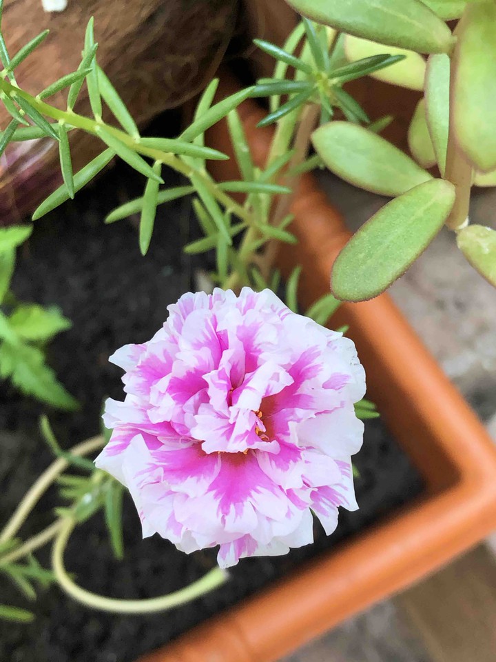 rainy flower❤️