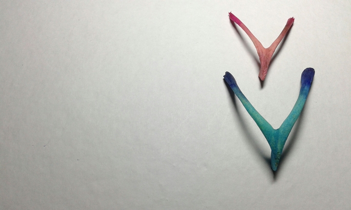 blue and pink wishbone