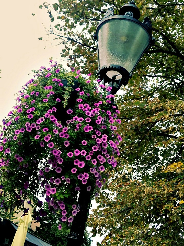Street light flowers