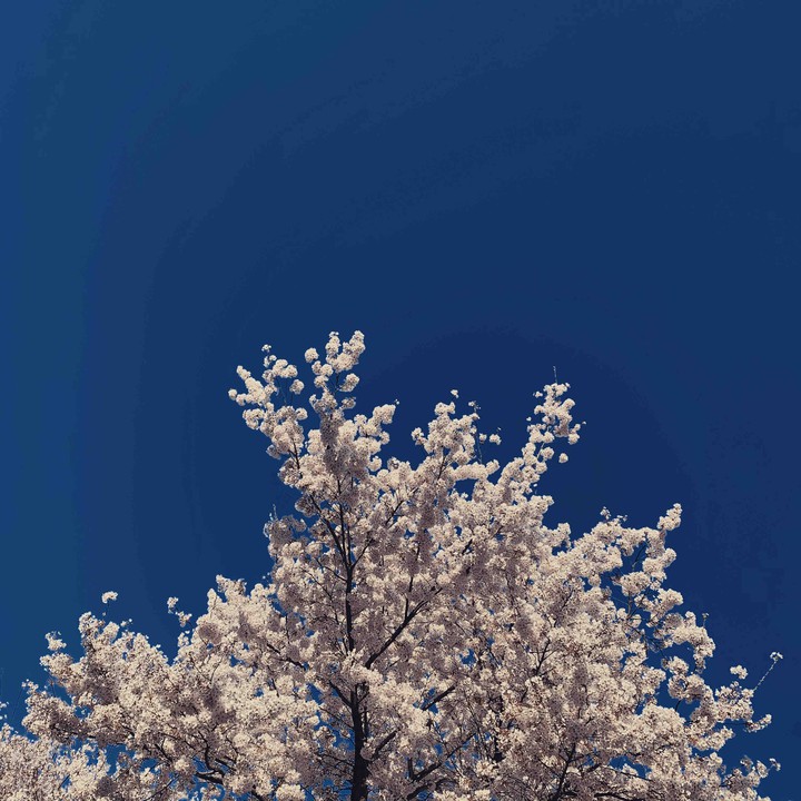 peacock blue