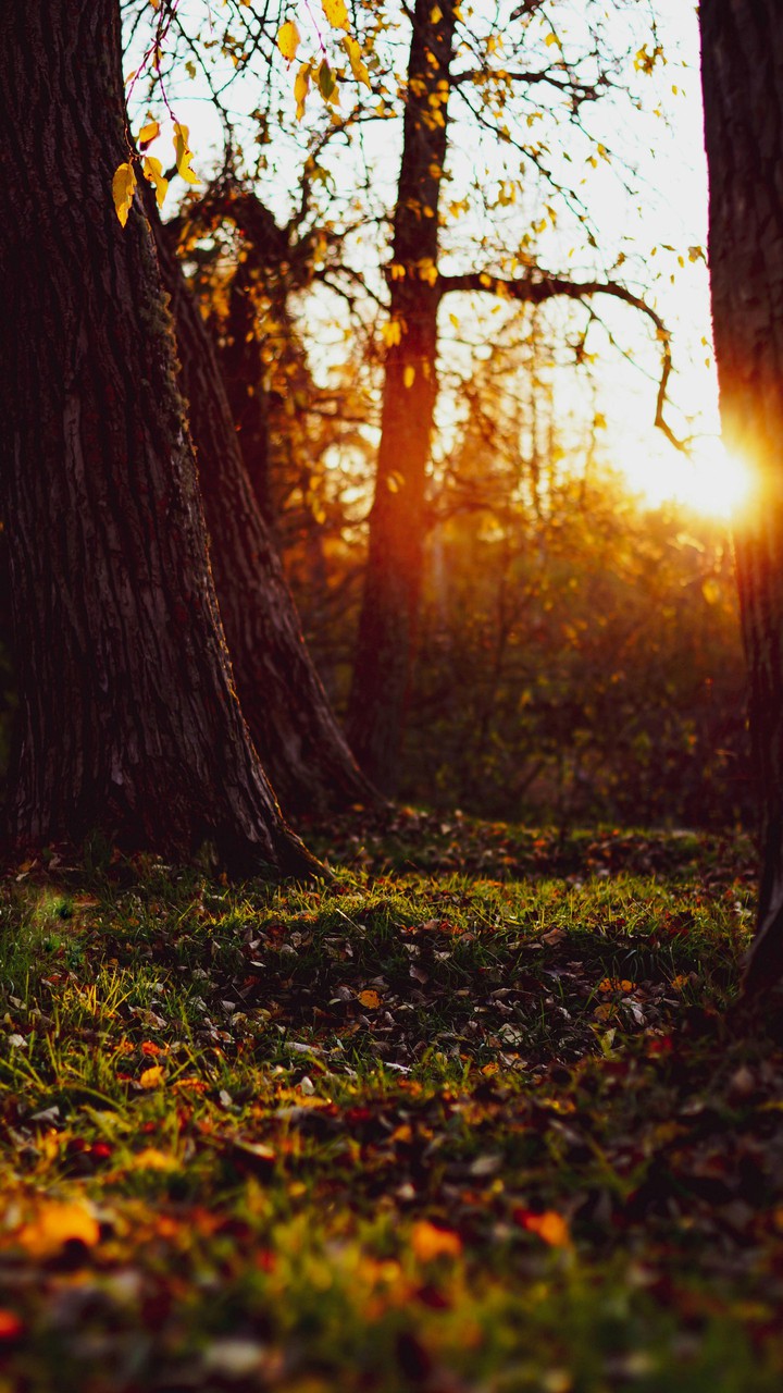 Lovely autumn sunset