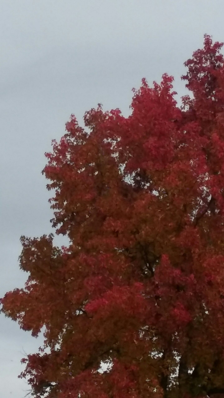 Red Bloom