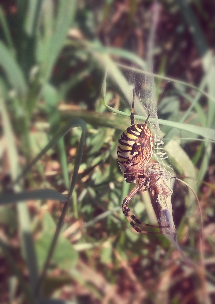 Orb weaver