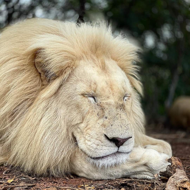 lion
