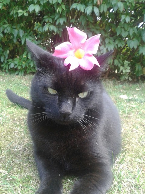 katze mit blume