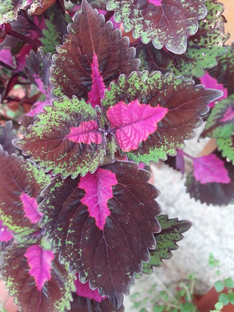 colourful leaf