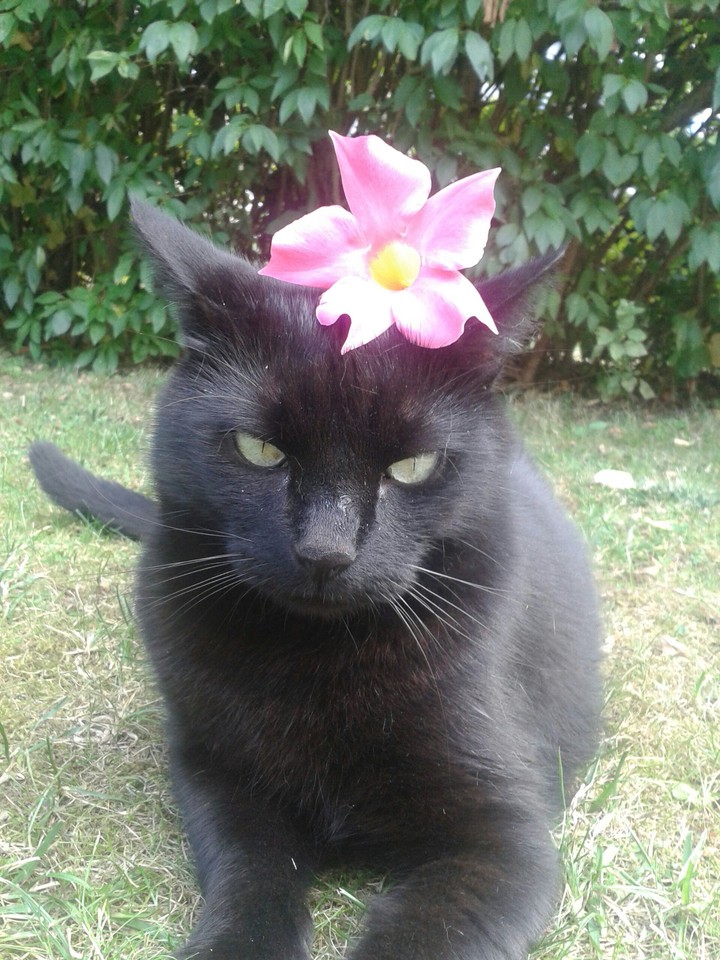 katze mit blume