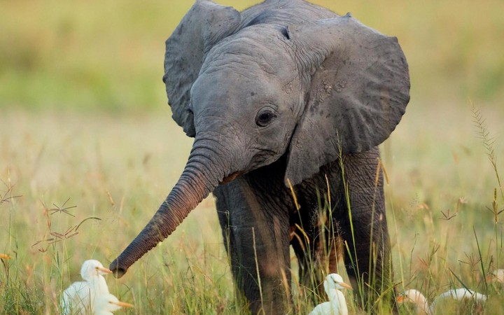 Cute little elephant