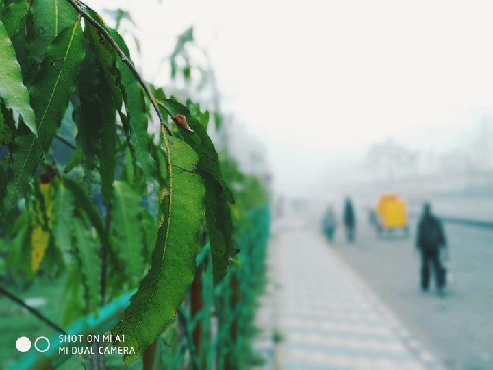 Winter Morning.