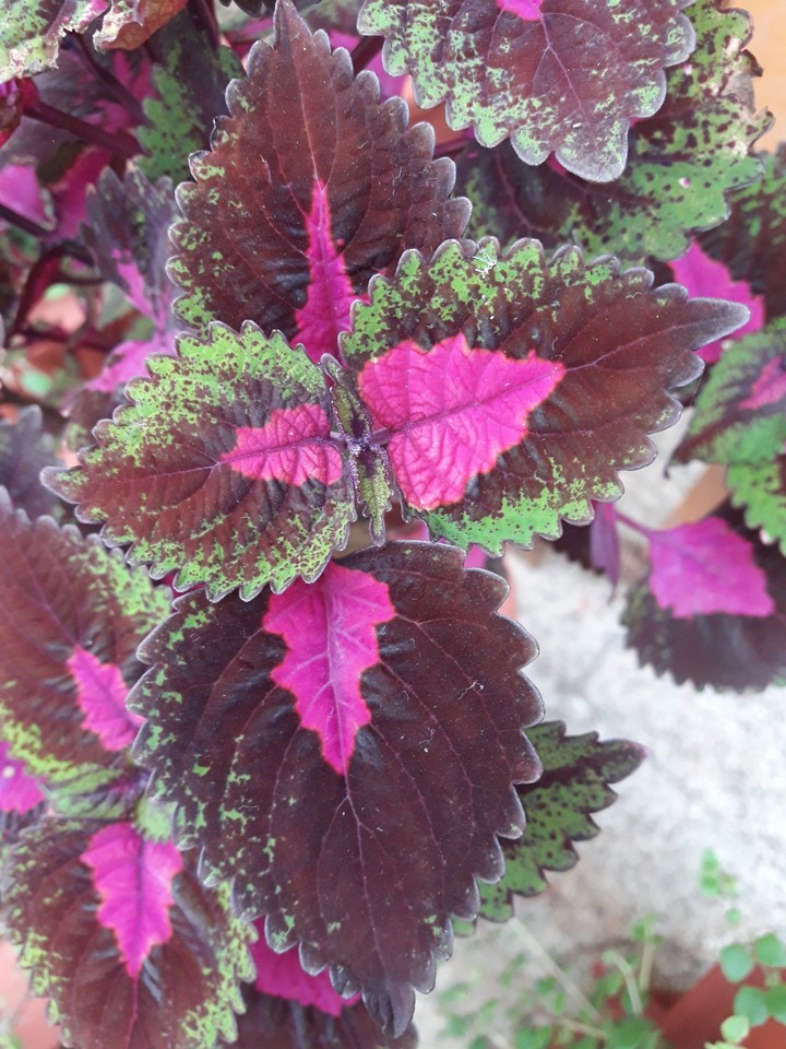 colourful leaf