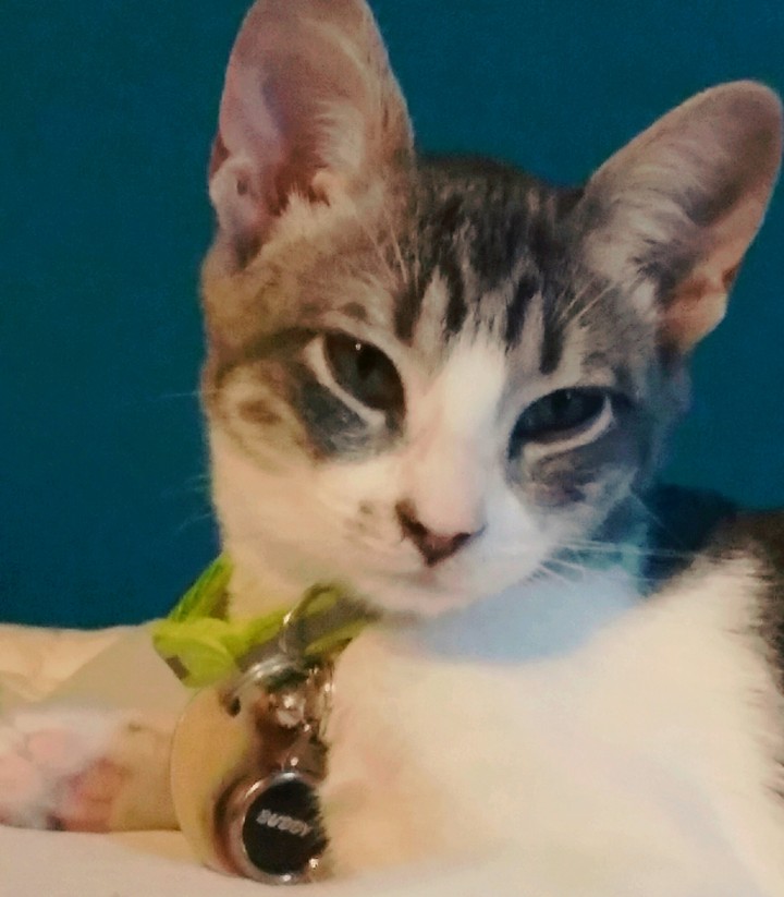 Our new kitten!