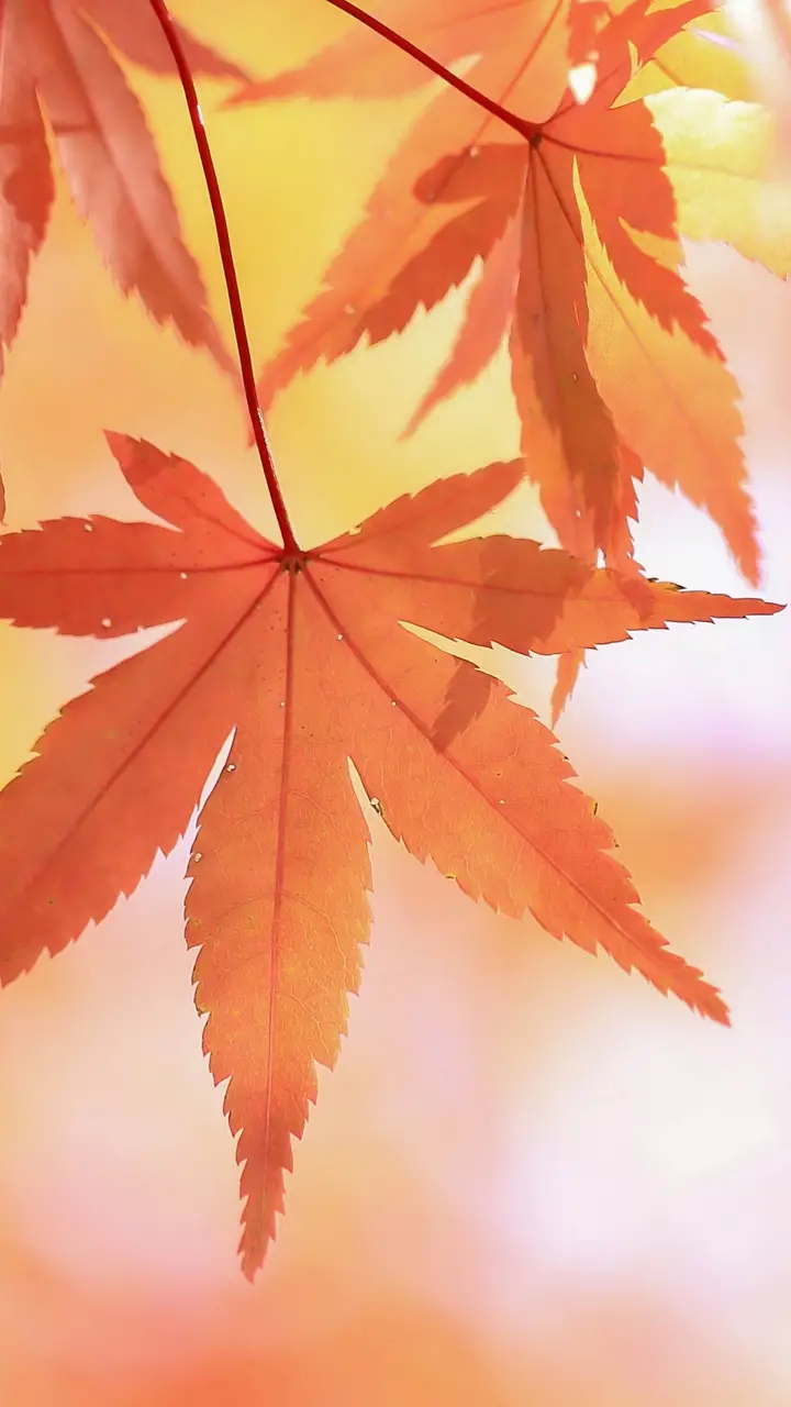 Leaves