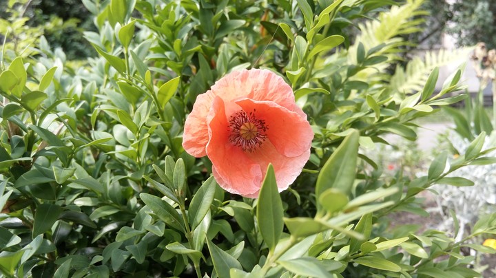 Poppy