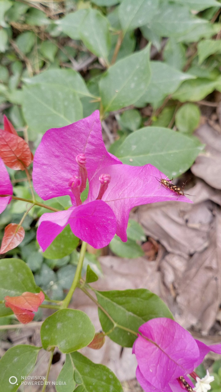 beauty flower