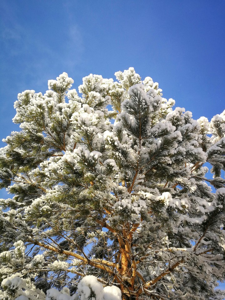 Siberia