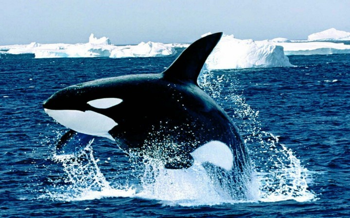 grampus . ocean