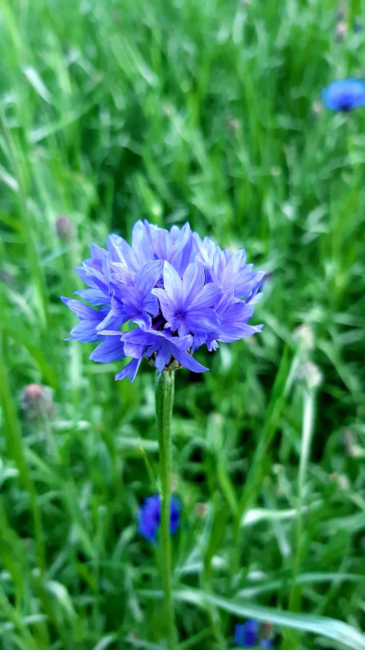 cornflower