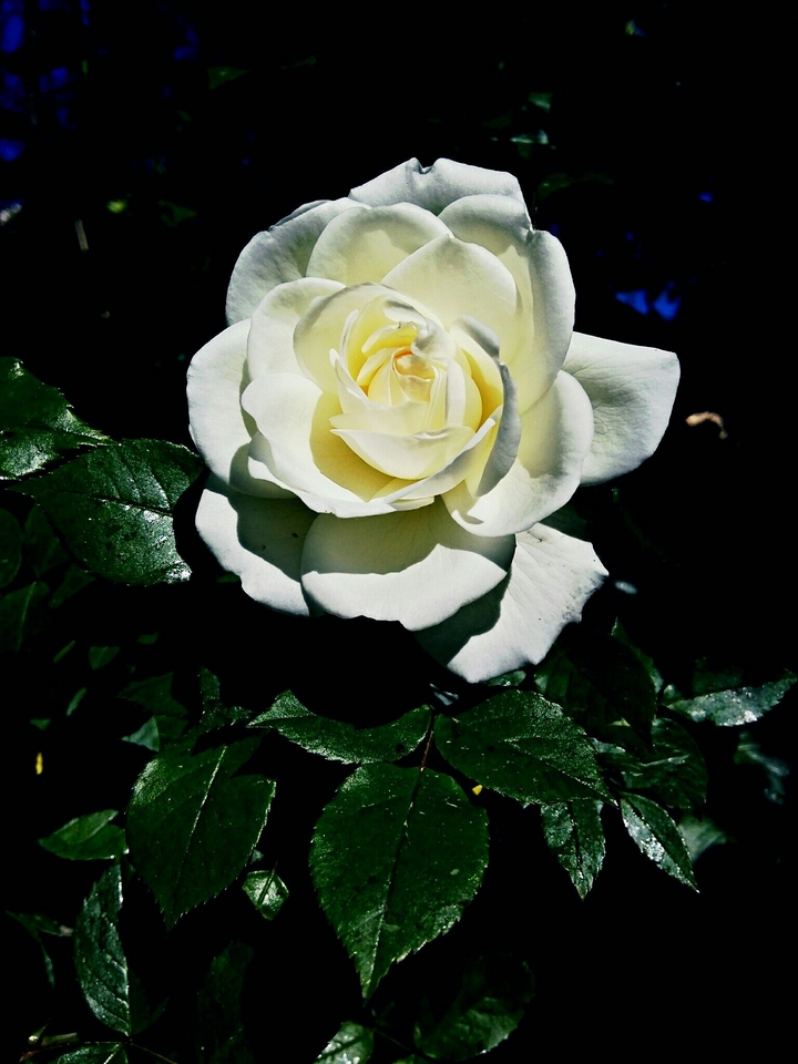 a white flower in my school's garden
