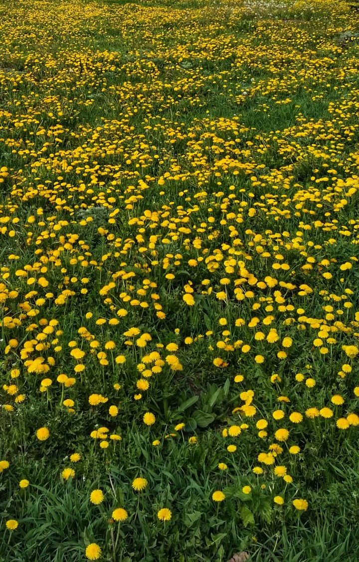 dandelion