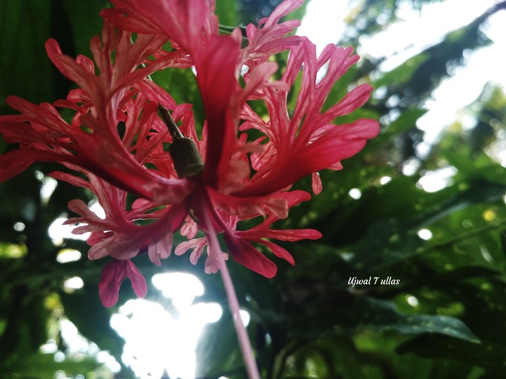 flower